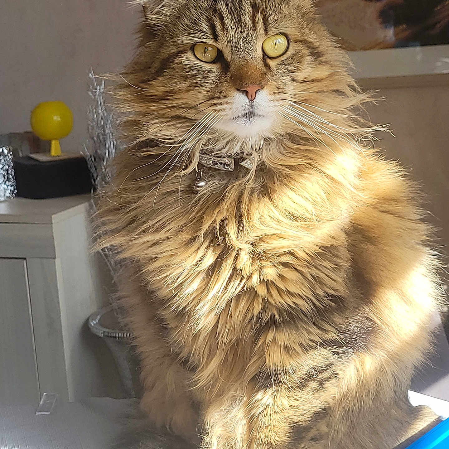 Simba participe au concours pour gagner de l'argent avec cette photo : abyssinian, angora, animal, cat, citrusfruit, face, food, fruit, grapefruit, head, indoors, lemon, manx, orange, person, pet, plant, produce, sphere, wood
