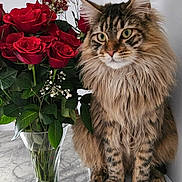 Hex is registered to the contest to win money with this photo: bouquet, cat, closeup, ears, feline, flower, fluffy, glass_vase, green_leaves, indoor, marble_surface, nature, paws, pet, plant, red_rose, rose, sitting, tabby_cat, whiskers