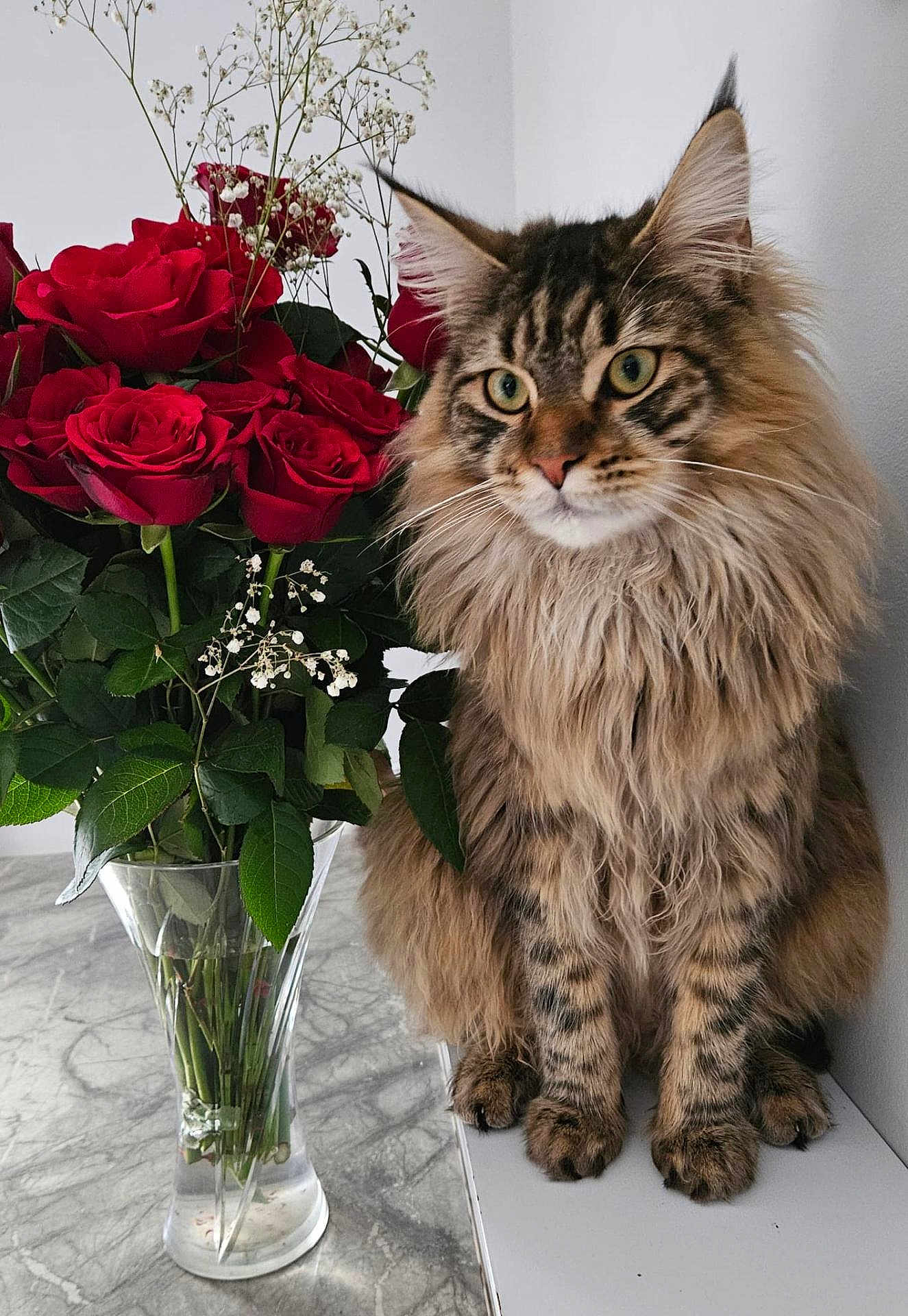 Hex is registered to the contest to win money with this photo: bouquet, cat, closeup, ears, feline, flower, fluffy, glass_vase, green_leaves, indoor, marble_surface, nature, paws, pet, plant, red_rose, rose, sitting, tabby_cat, whiskers
