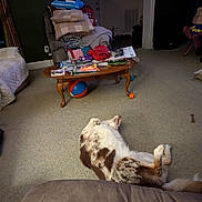 Pippin joined the competition — help win amazing prizes! dog, carpet, living_room, chair, pillow, blanket, coffee_table, books, cap, ball, indoor, relaxed, spotted_dog, furniture, clutter, home, floor, door, wall_art, toy