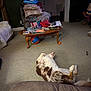 dog, carpet, living_room, chair, pillow, blanket, coffee_table, books, cap, ball, indoor, relaxed, spotted_dog, furniture, clutter, home, floor, door, wall_art, toy