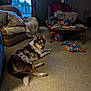 Pippin is registered to the contest to win money with this photo: dog, living_room, carpet, couch, pillows, blankets, chair, coffee_table, books, toys, window, door, carpeted_floor, indoor, pet, animal, home, furniture, relaxing, smiling_dog