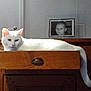 animal, black_and_white_photo, cat, cozy, curious, drawer, face, framed_photo, furniture, indoor, light, nostalgic, pet, portrait_photo, relaxed, resting, shadow, table, white_cat, wood