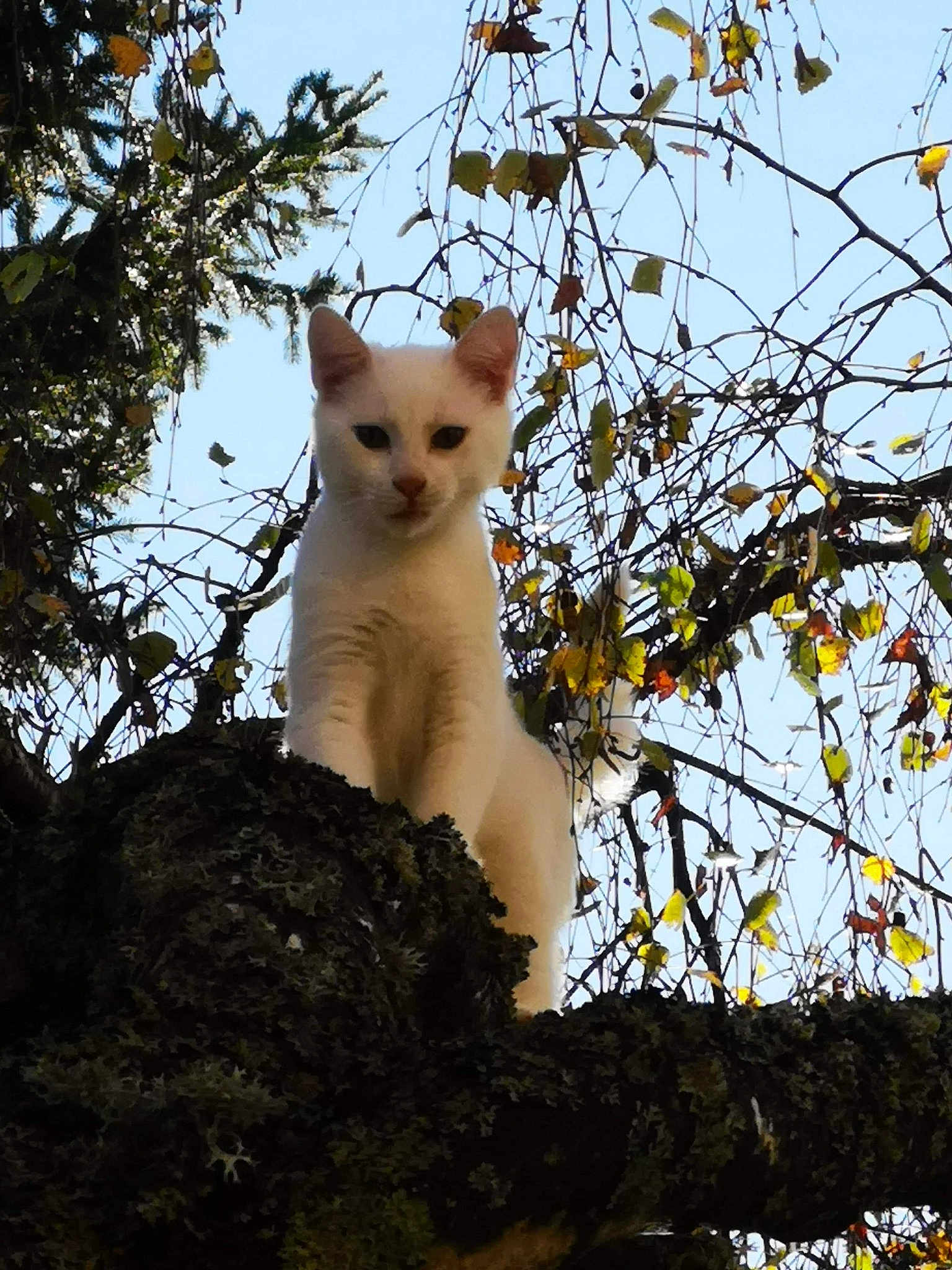 Alvin