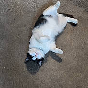 Néo a rejoint le concours — aidez-le/la à gagner de superbes lots ! cat, black_and_white, lying_down, floor, pet, animal, curious, relaxed, whiskers, fur, domestic_cat, indoor, cute, playful, looking_up, four_legs, tail, ears, eyes, collar