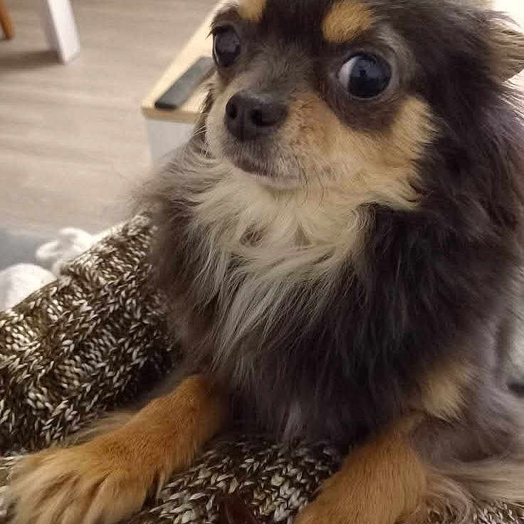 Rubie participe au concours pour gagner de l'argent avec cette photo : animal, blanket, chihuahua, close_up, companion, cozy, cute, dog, domestic_animal, ears, expression, fur, indoor, knitted_blanket, long_hair, looking_away, paws, pet, small_dog, snout