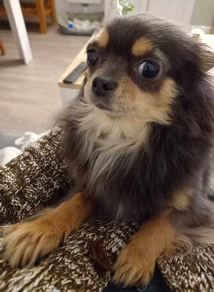 Rubie participe au concours pour gagner de l'argent avec cette photo : animal, blanket, chihuahua, close_up, companion, cozy, cute, dog, domestic_animal, ears, expression, fur, indoor, knitted_blanket, long_hair, looking_away, paws, pet, small_dog, snout