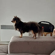 Rubie participe au concours pour gagner de l'argent avec cette photo : alert, animal, blanket, companion, couch, cute, dog, domestic, fluffy, fur, furniture, heater, indoor, living_room, pet, radio, side_view, small_dog, standing, table