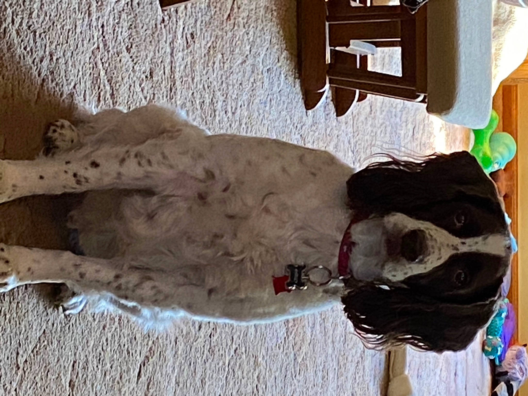 Harley is registered to the contest to win money with this photo: art, sculpture, statue, visual_arts, wood