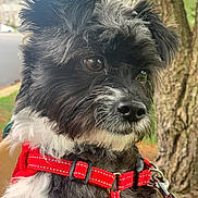 Nova Lee is registered to the contest to win money with this photo: dog, pet, animal, black_and_white, harness, leash, close_up, outdoor, nature, tree, fur, canine, muzzle, ears, portrait, young_dog, side_view, brown_eyes, cute, alert