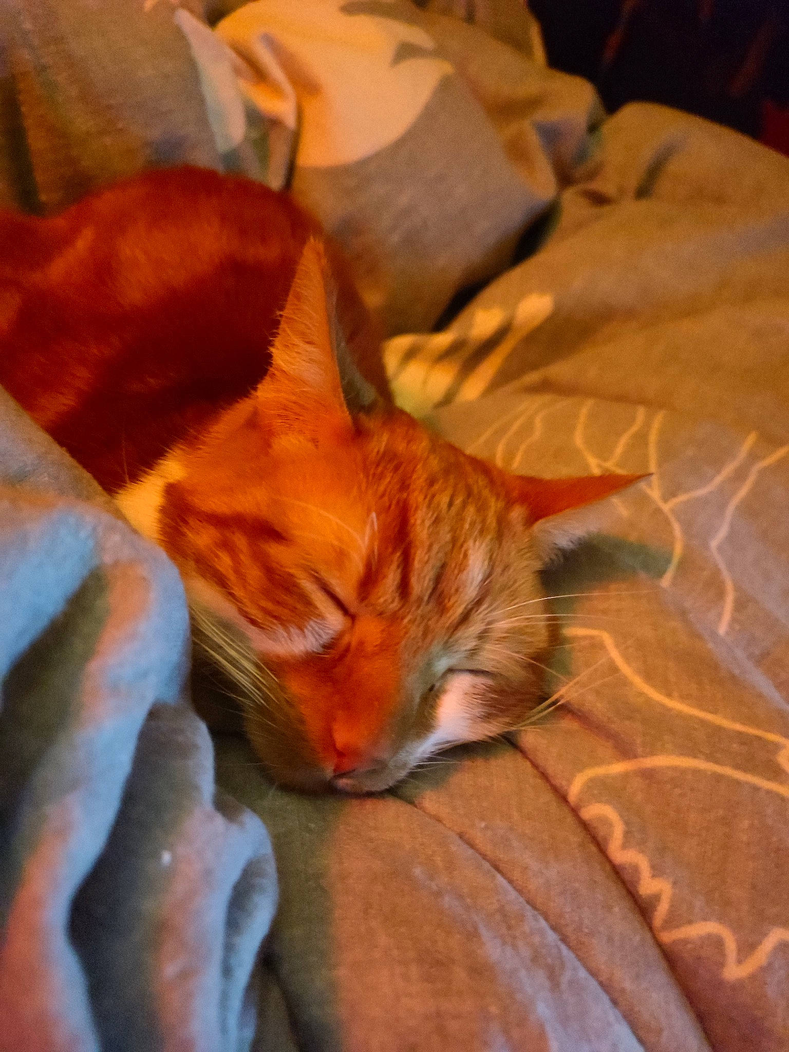 Tit Chat participe au concours pour gagner de l'argent avec cette photo : bed_sheet, bedding, brown, carnivore, cat, claw, comfort, domestic_short_haired_cat, fawn, felidae, fur, linens, nap, orange, room, small_to_medium_sized_cats, snout, tail, whiskers, wood