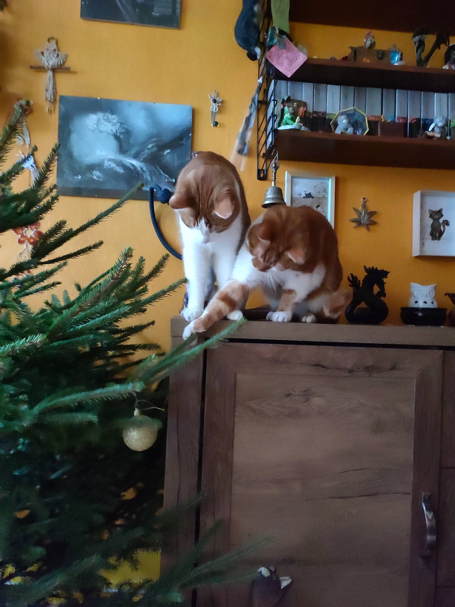 Tit Chat a rejoint le concours — aidez-le/la à gagner de superbes lots ! christmas, christmas_decoration, christmas_eve, conifer, doll, event, fir, floral_design, fur, holiday, interior_design, ornament, picture_frame, pine, plant, room, sitting, toy, tree, wood