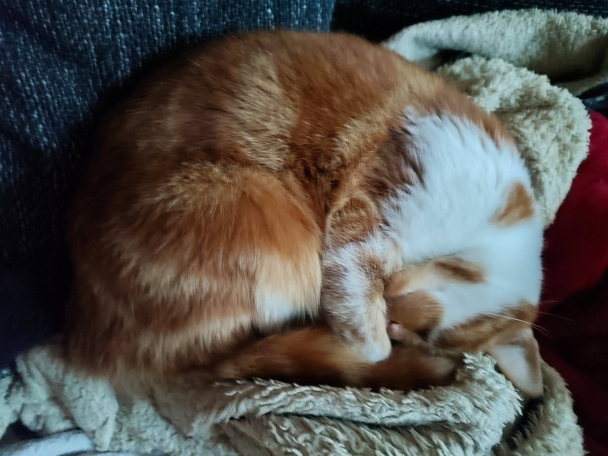 Tit Chat a rejoint le concours — aidez-le/la à gagner de superbes lots ! carnivore, cat, cat_supply, claw, comfort, companion_dog, dog_breed, domestic_short_haired_cat, fawn, felidae, fur, liver, nap, paw, small_to_medium_sized_cats, snout, sporting_group, tail, terrestrial_animal, whiskers