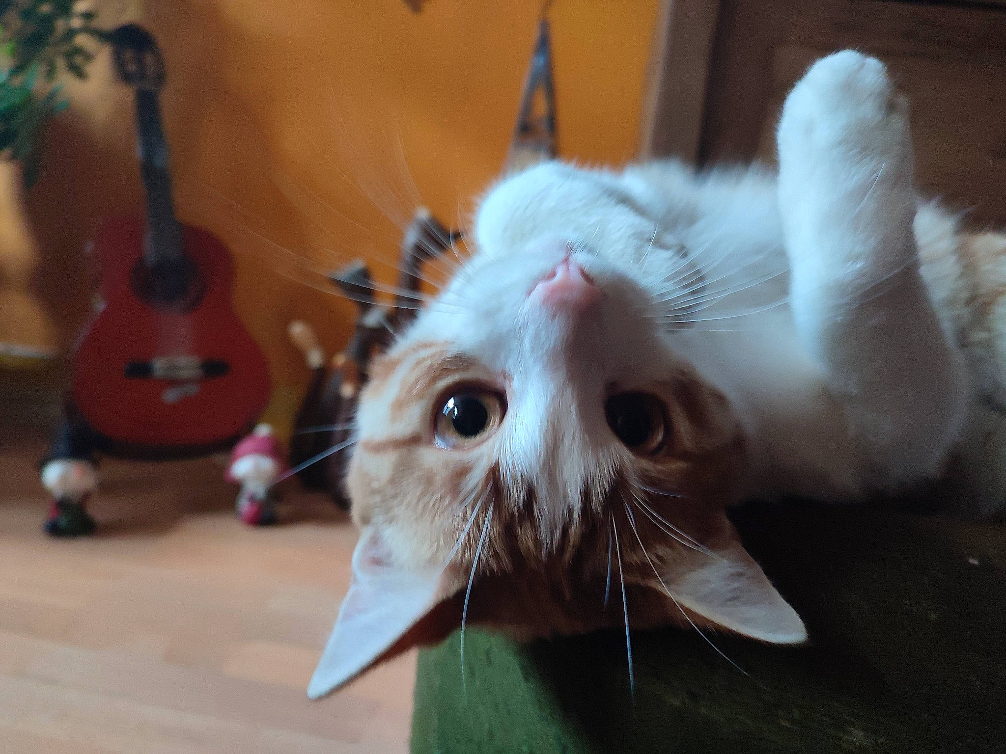 Roxy participe au concours pour gagner de l'argent avec cette photo : carnivore, cat, claw, domestic_short_haired_cat, ear, eye, fawn, felidae, flooring, fur, guitar, head, musical_instrument, paw, plant, small_to_medium_sized_cats, snout, tail, whiskers, wood