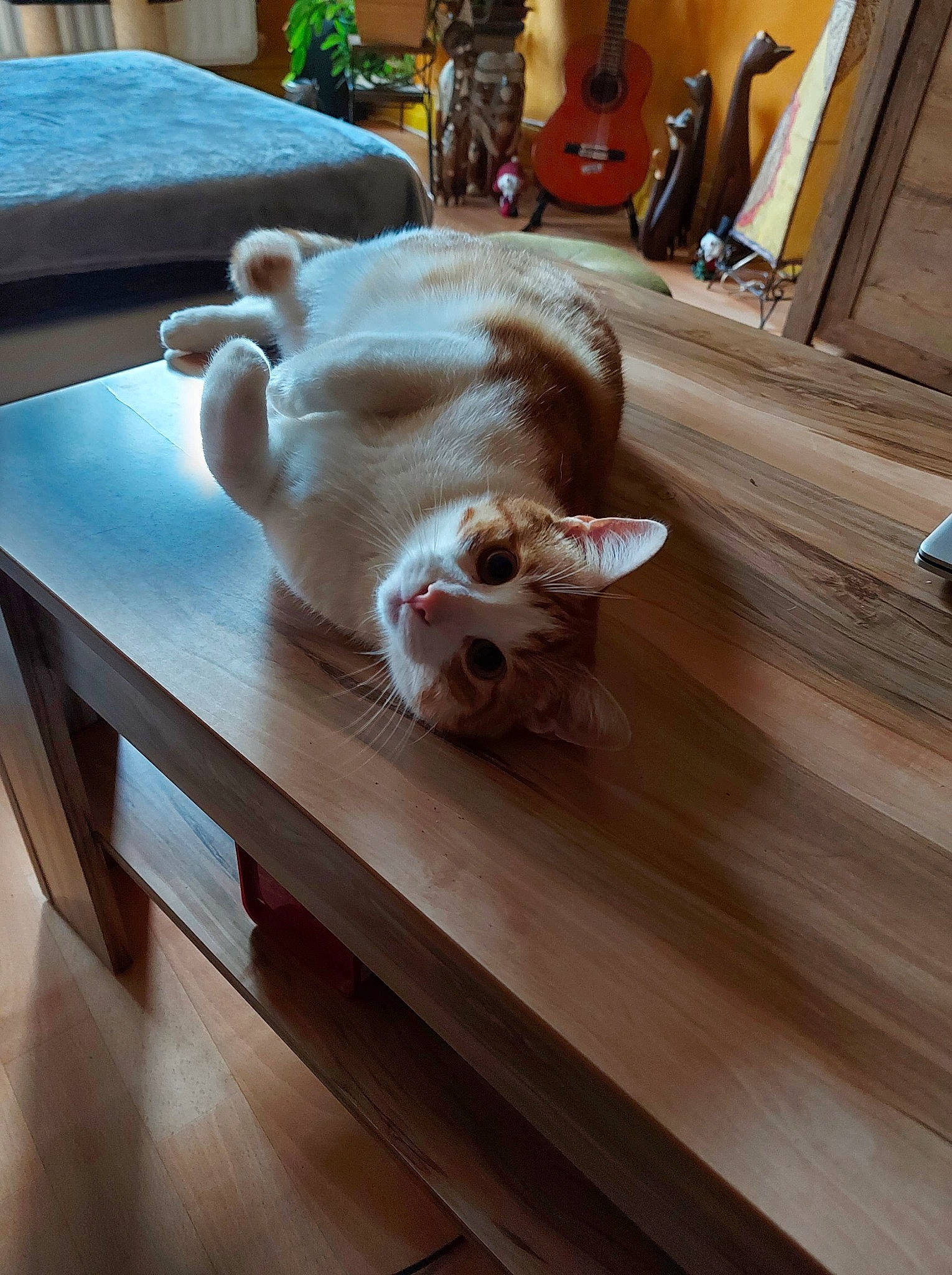 Roxy participe au concours pour gagner de l'argent avec cette photo : carnivore, cat, comfort, companion_dog, dog_breed, fawn, felidae, floor, flooring, hardwood, laminate_flooring, musical_instrument, outdoor_furniture, small_to_medium_sized_cats, snout, table, tail, whiskers, wood, wood_stain