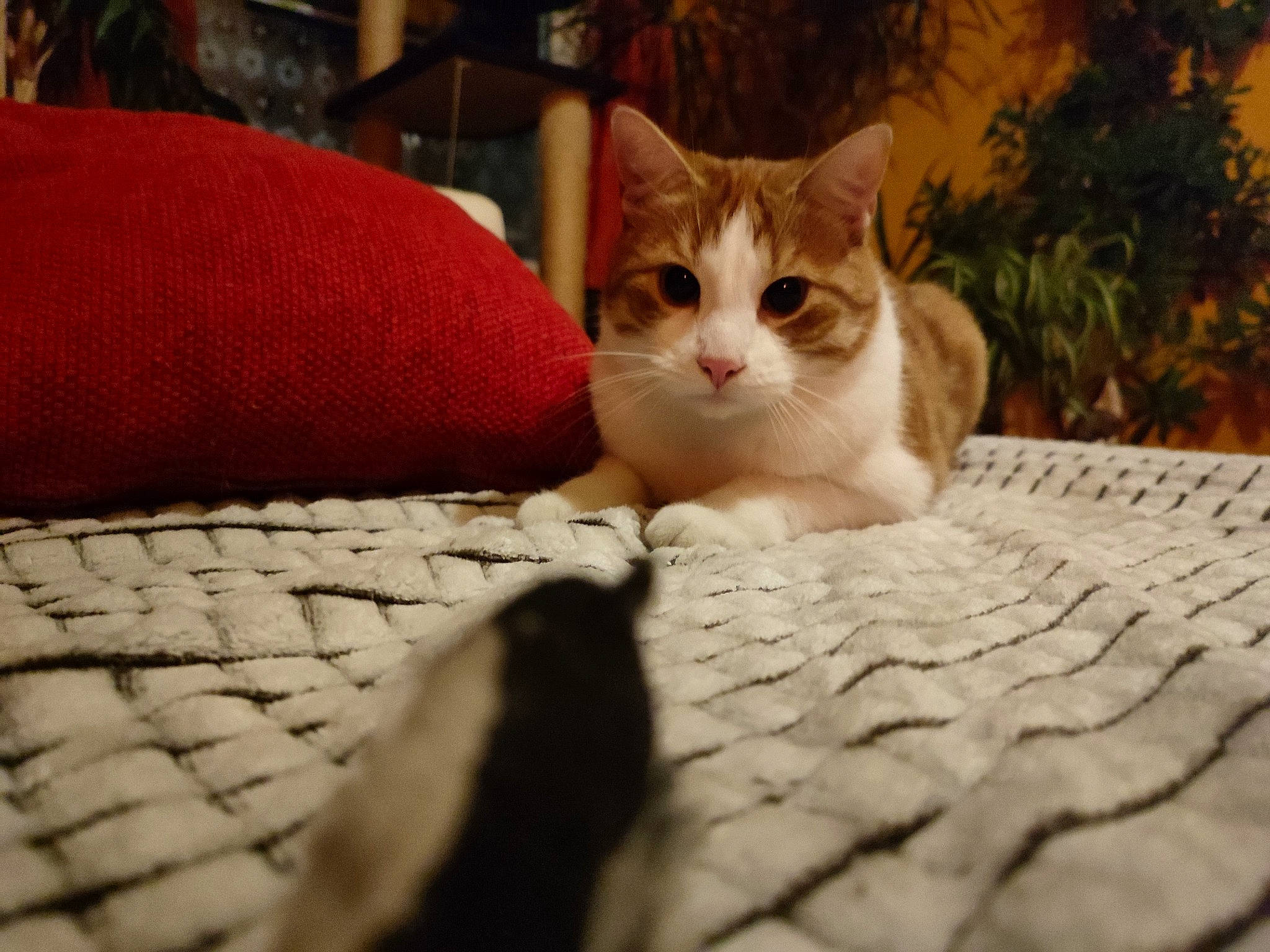 Roxy a rejoint le concours — aidez-le/la à gagner de superbes lots ! bedding, carnivore, cat, close_up, comfort, domestic_short_haired_cat, felidae, flooring, fur, hardwood, human_leg, input_device, linens, paw, plant, small_to_medium_sized_cats, tail, textile, whiskers, wood