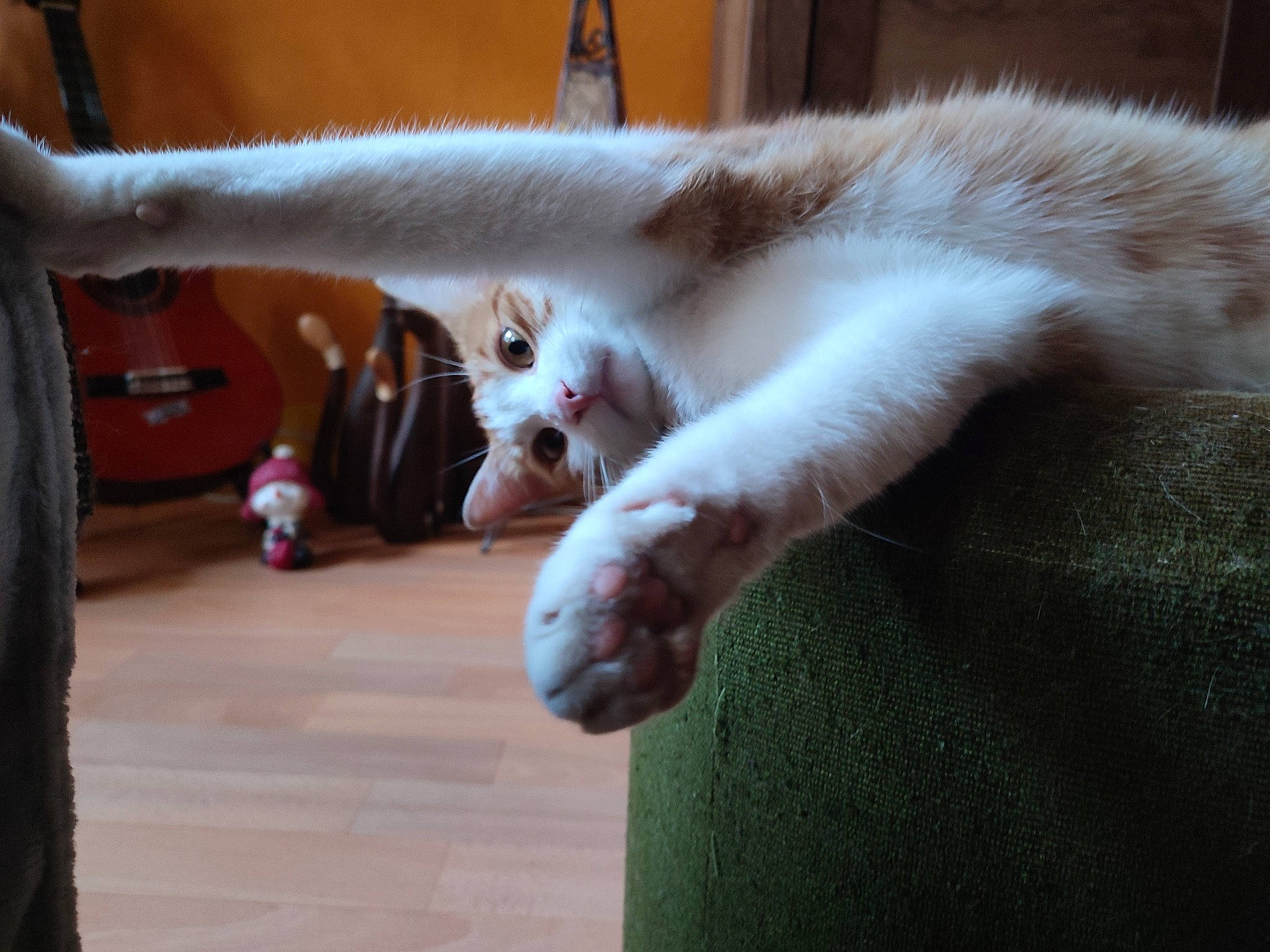 Roxy a rejoint le concours — aidez-le/la à gagner de superbes lots ! balinese, carnivore, cat, claw, comfort, companion_dog, domestic_short_haired_cat, fawn, felidae, foot, fur, hardwood, nap, paw, small_to_medium_sized_cats, snout, tail, toe, whiskers, wood