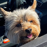 Loky a rejoint le concours — aidez-le/la à gagner de superbes lots ! dog, car, window, pet, animal, happy, tongue_out, fur, ears, sunlight, vehicle, interior, dashboard, steering_wheel, closeup, cute, companion, outdoor, daytime, smiling