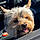Loky