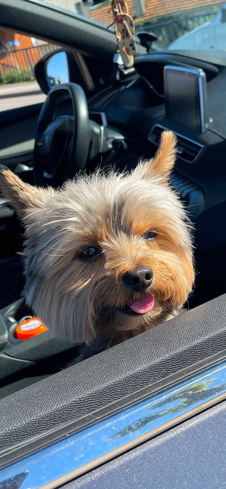 Loky a rejoint le concours — aidez-le/la à gagner de superbes lots ! dog, car, window, pet, animal, happy, tongue_out, fur, ears, sunlight, vehicle, interior, dashboard, steering_wheel, closeup, cute, companion, outdoor, daytime, smiling