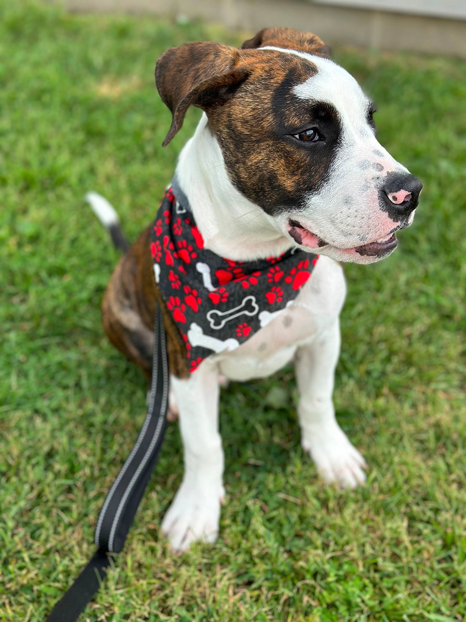 Gizmo is registered to the contest to win money with this photo: art, bow_tie, carnivore, collar, companion_dog, dog, dog_breed, dog_clothes, dog_collar, dog_supply, fashion_accessory, grass, hunting_dog, leash, non_sporting_group, pet_supply, plant, sporting_group, whiskers, working_animal
