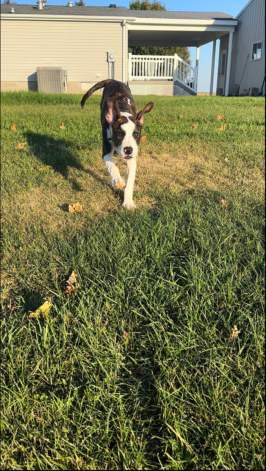 Gizmo is registered to the contest to win money with this photo: carnivore, collar, companion_dog, dog, dog_breed, grass, grass_family, grassland, groundcover, lawn, pasture, people_in_nature, pet_supply, plant, rectangle, shadow, soil, tail, tints_and_shades, working_animal