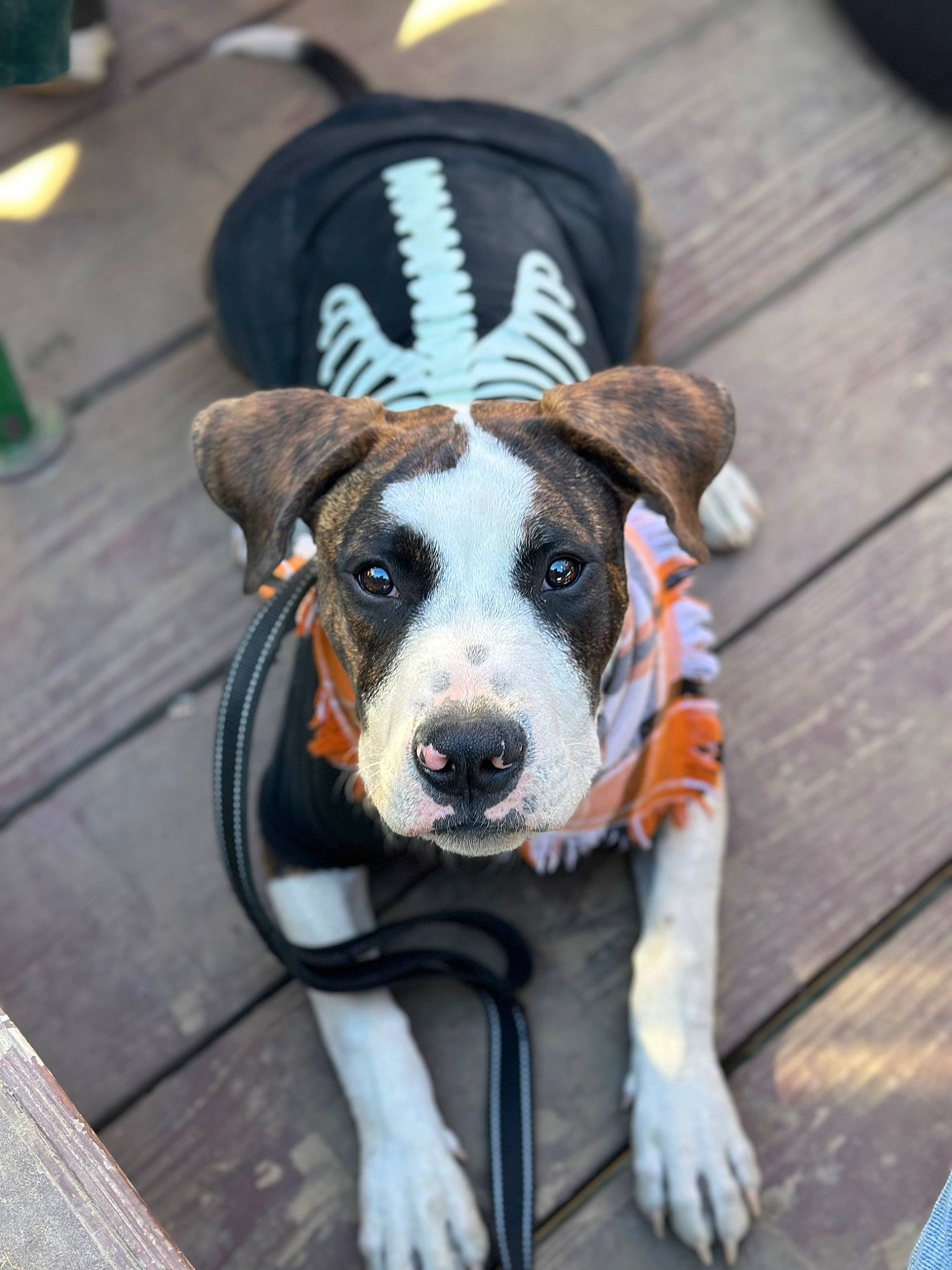 Gizmo is registered to the contest to win money with this photo: canidae, carnivore, collar, companion_dog, dog, dog_breed, dog_clothes, dog_collar, dog_supply, fashion_accessory, fawn, fur, hardwood, leash, personal_protective_equipment, plant, snout, whiskers, wood, working_animal