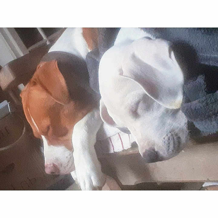 Dina
