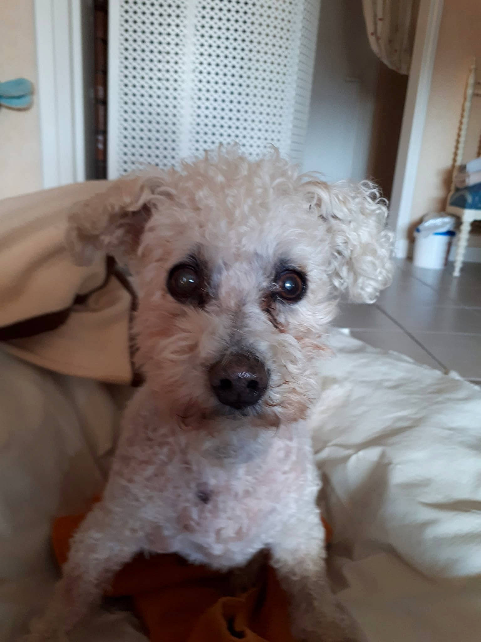 Velours a rejoint le concours — aidez-le/la à gagner de superbes lots ! blue, canidae, carnivore, companion_dog, dog, dog_breed, fawn, labradoodle, maltepoo, pet_supply, poodle, puppy_love, shih_poo, small_terrier, snout, sporting_group, terrier, toy_dog, water_dog, working_animal