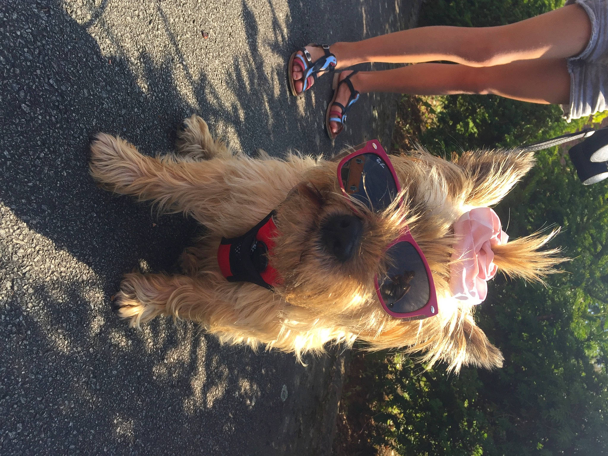 Ooper participe au concours pour gagner de l'argent avec cette photo : canidae, carnivore, companion_dog, dog, dog_breed, fawn, flower, fur, grass, happy, human_leg, people_in_nature, plant, snout, sporting_group, sunglasses, tail, terrier, tree, wing