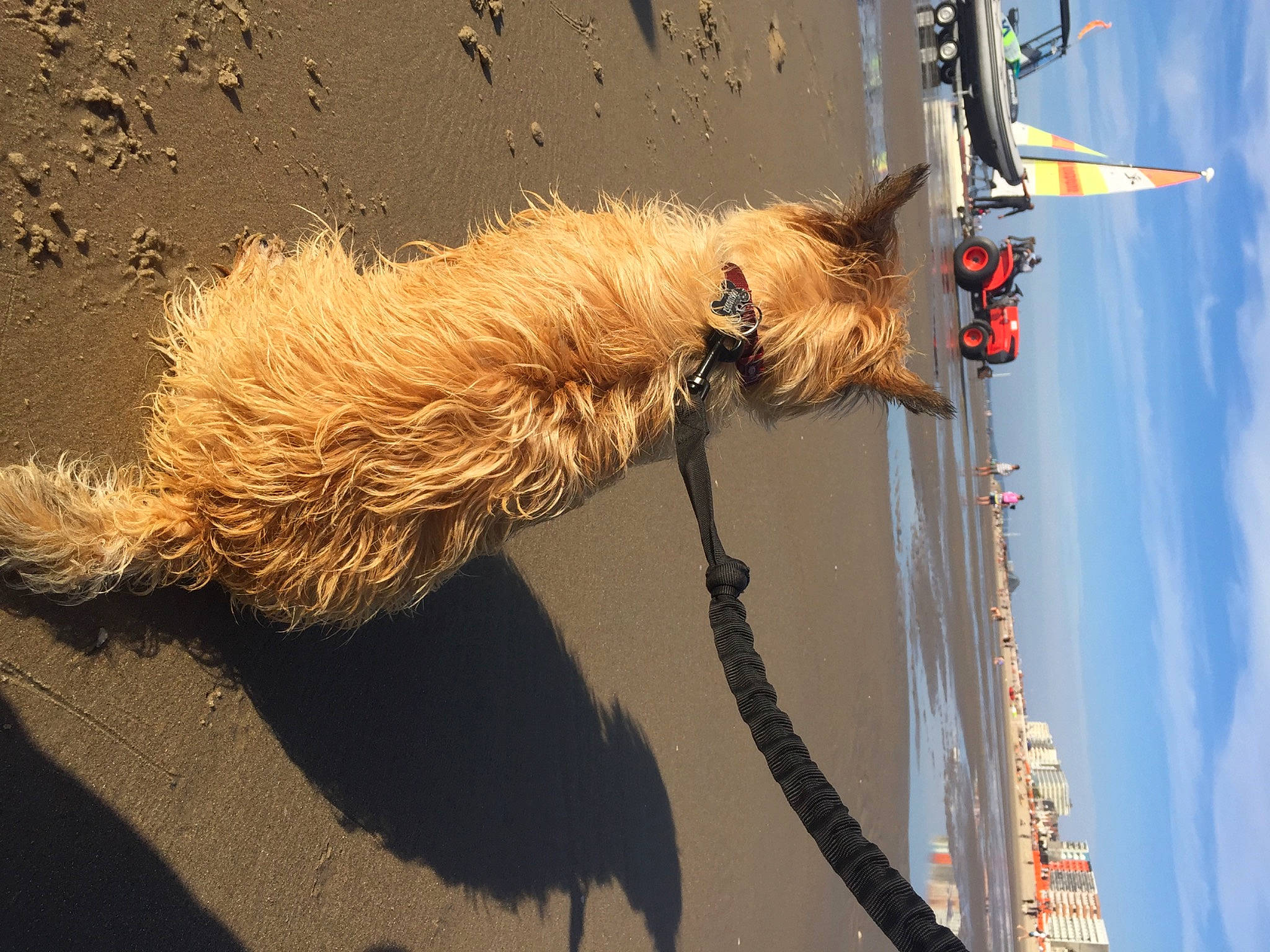 Ooper a rejoint le concours — aidez-le/la à gagner de superbes lots ! claw, cloud, feather, fur, landscape, organism, rope, rope_rhythmic_gymnastics, shadow, sky, tail, terrestrial_animal, twig, water, wildlife, window, wire, wood