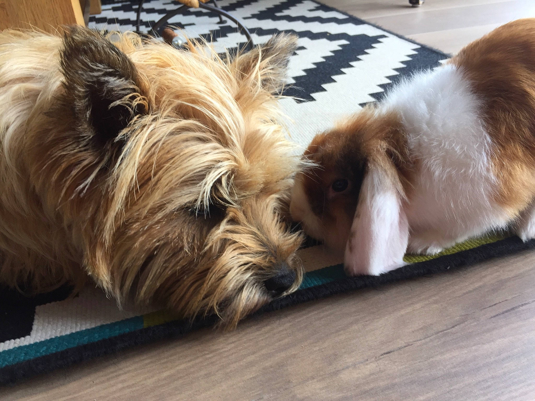 Ooper a rejoint le concours — aidez-le/la à gagner de superbes lots ! australian_terrier, canidae, carnivore, comfort, companion_dog, dog, dog_breed, fawn, flooring, fur, liver, small_terrier, snout, sporting_group, terrier, toy_dog, wood, working_animal, yorkipoo, yorkshire_terrier