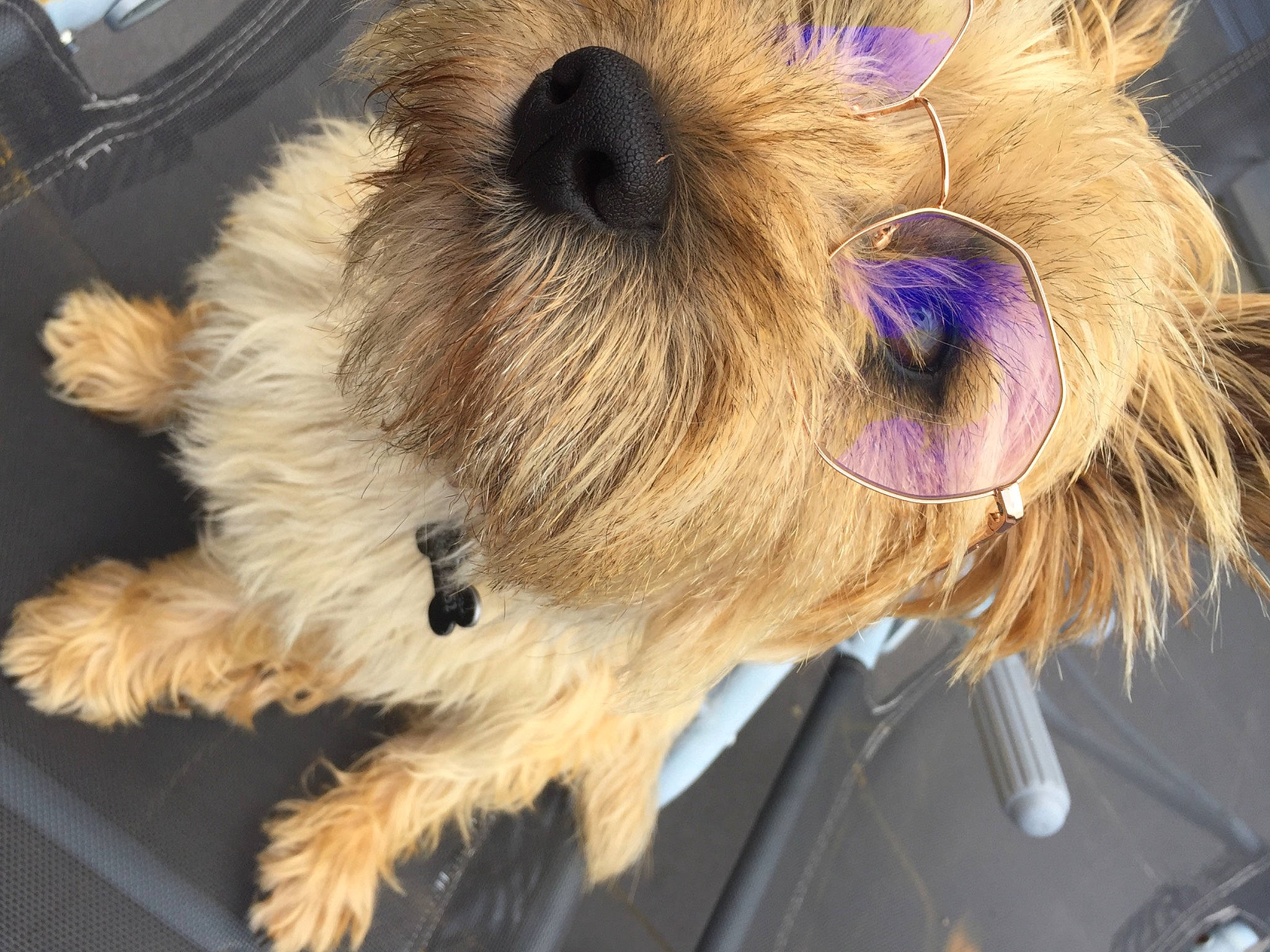 Ooper participe au concours pour gagner de l'argent avec cette photo : canidae, carnivore, companion_dog, dog, dog_breed, fashion_accessory, fawn, feather, felidae, fur, fur_clothing, small_to_medium_sized_cats, snout, sporting_group, stuffed_toy, tail, toy, toy_dog, whiskers, working_animal