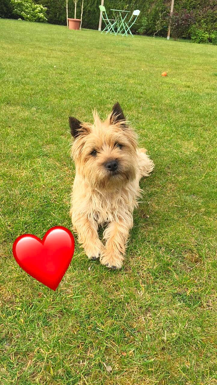 Ooper participe au concours pour gagner de l'argent avec cette photo : biewer_terrier, canidae, carmine, carnivore, companion_dog, dog, dog_breed, dog_supply, fawn, grass, grassland, happy, lawn, small_terrier, snout, sporting_group, terrier, toy_dog, water_dog, working_animal