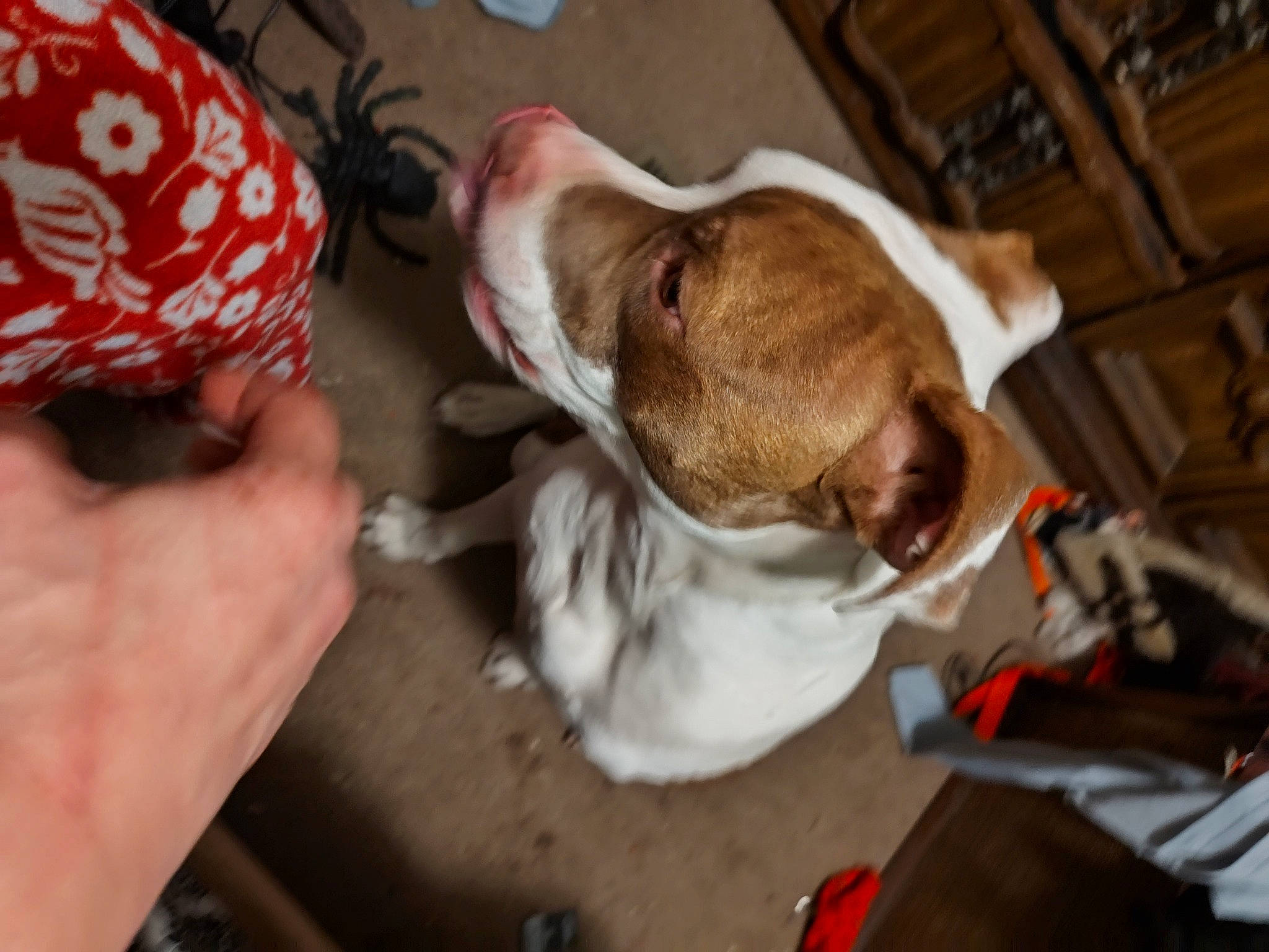 Fatboy joined the competition — help win amazing prizes! canidae, carmine, carnivore, comfort, companion_dog, dog, dog_breed, fawn, foot, fur, human_leg, liver, nail, snout, sporting_group, thumb, working_animal