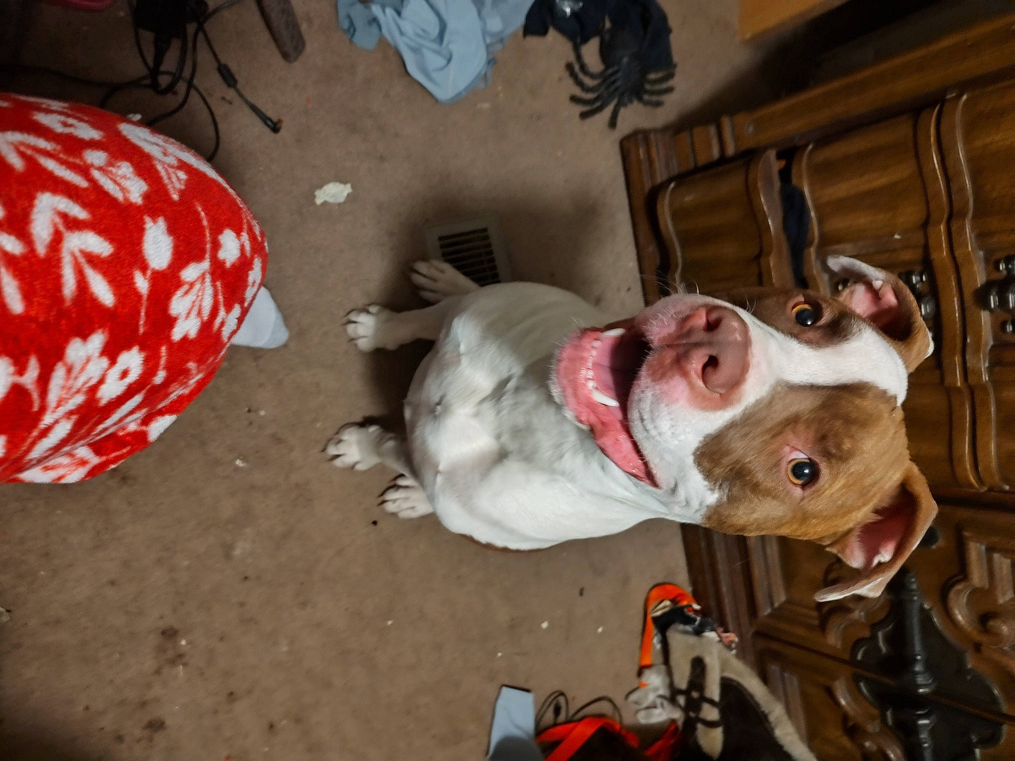 Fatboy joined the competition — help win amazing prizes! canidae, carmine, carnivore, collar, companion_dog, dog, dog_breed, dog_collar, dog_supply, fawn, fur, guard_dog, jaw, leash, non_sporting_group, pet_supply, snout, sporting_group, whiskers, working_animal