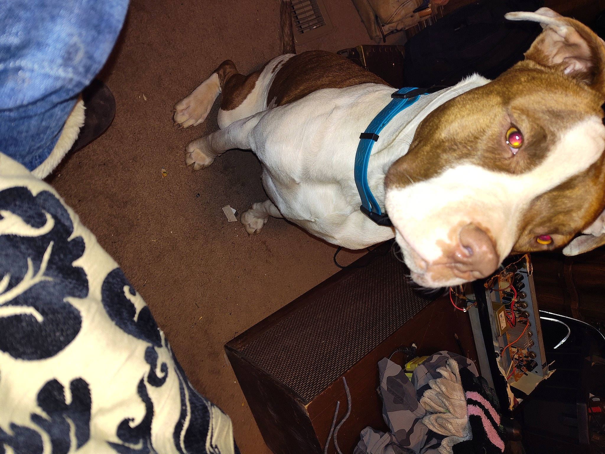 Fatboy joined the competition — help win amazing prizes! carnivore, collar, companion_dog, dog, dog_breed, dog_collar, dog_supply, fawn, fur, leash, linens, non_sporting_group, olde_english_bulldogge, pet_supply, sporting_group, whiskers, working_animal