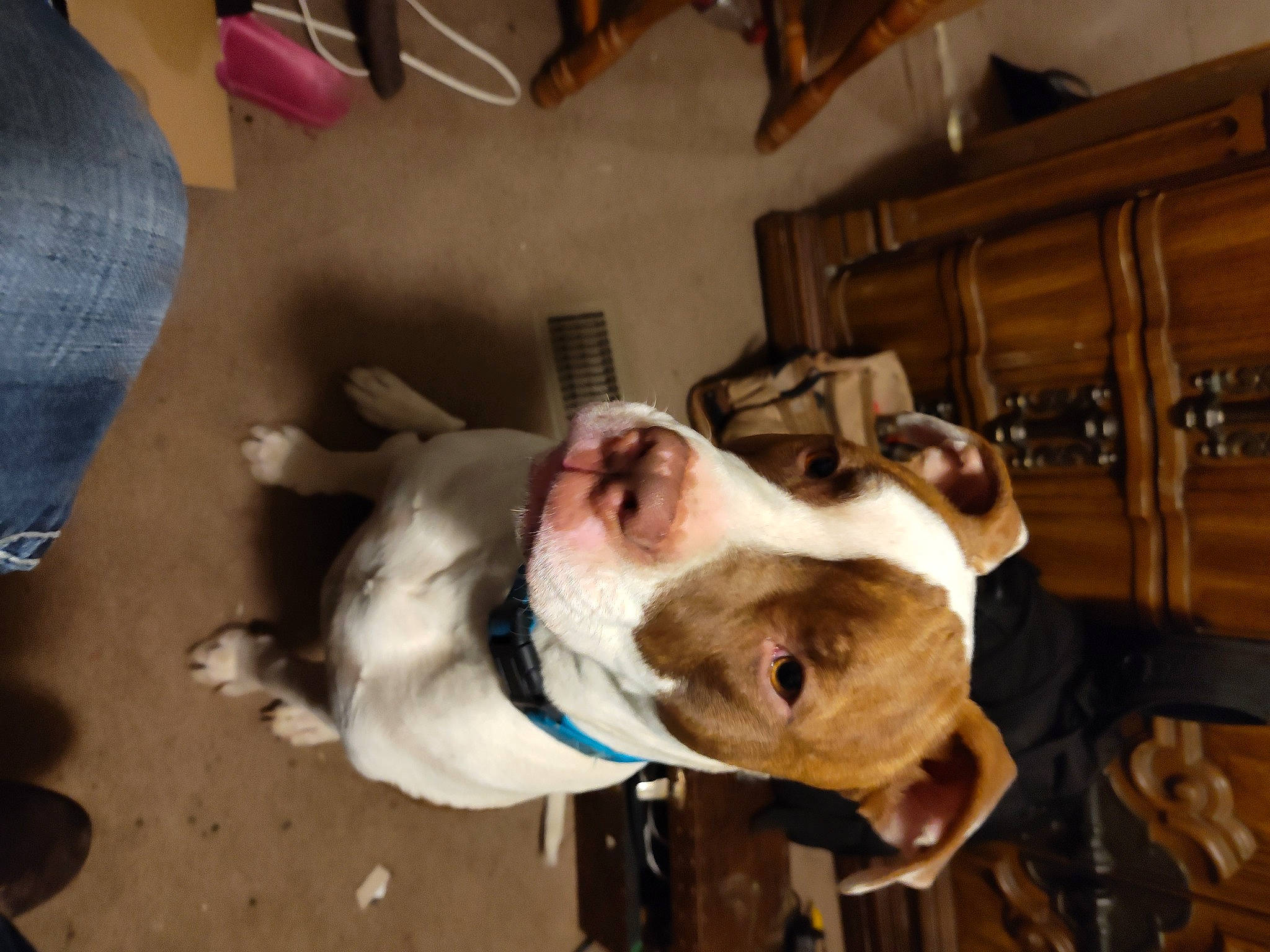 Fatboy joined the competition — help win amazing prizes! canidae, carnivore, collar, companion_dog, denim, dog, dog_breed, ear, fawn, fur, jaw, non_sporting_group, pet_supply, snout, sporting_group, whiskers, working_animal