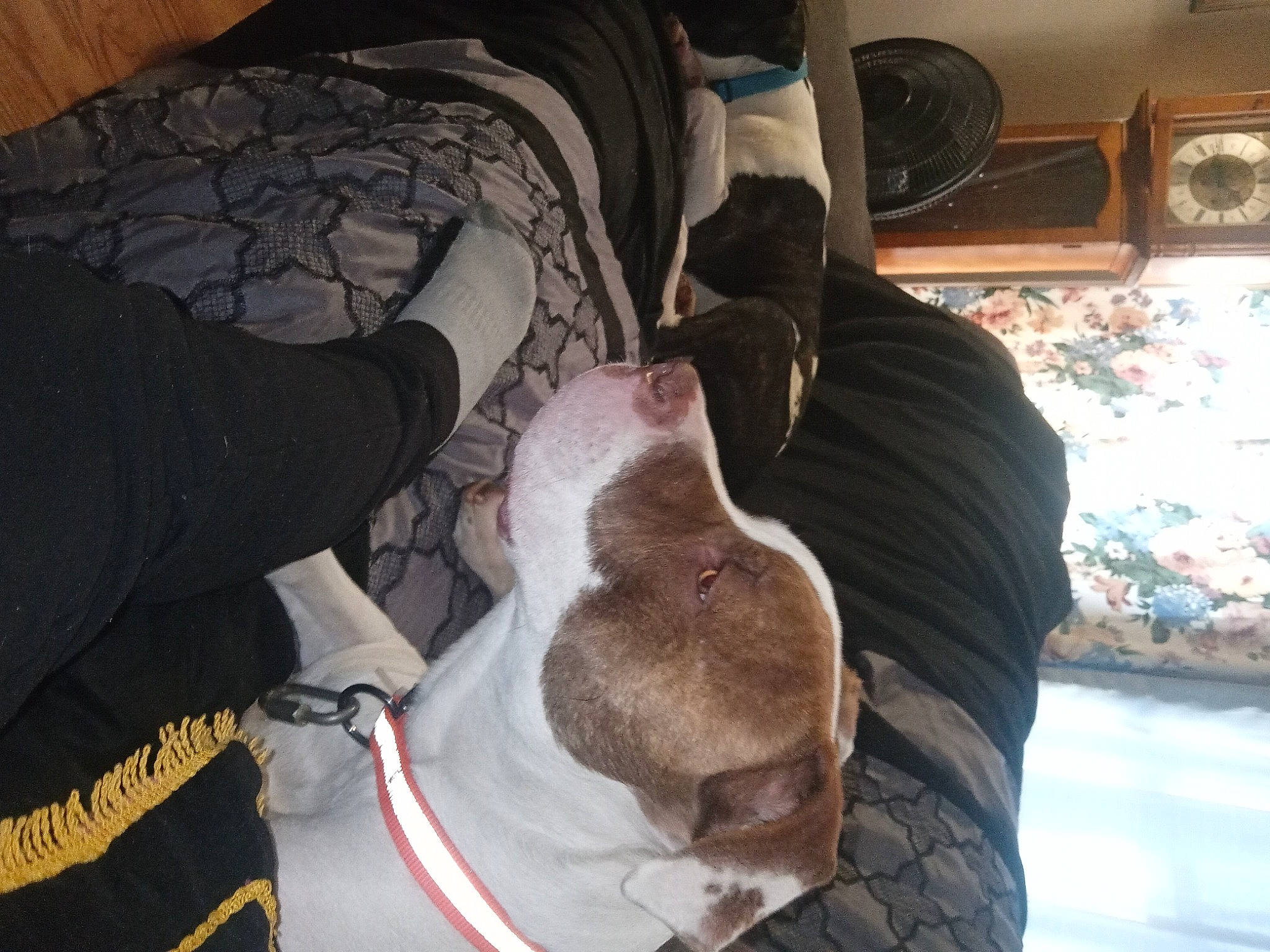 Fat Boy Mose is registered to the contest to win money with this photo: canidae, carnivore, collar, comfort, companion_dog, dog, dog_breed, ear, fawn, felidae, fur, guard_dog, linens, nap, non_sporting_group, sleeve, snout, sporting_group, tail, whiskers