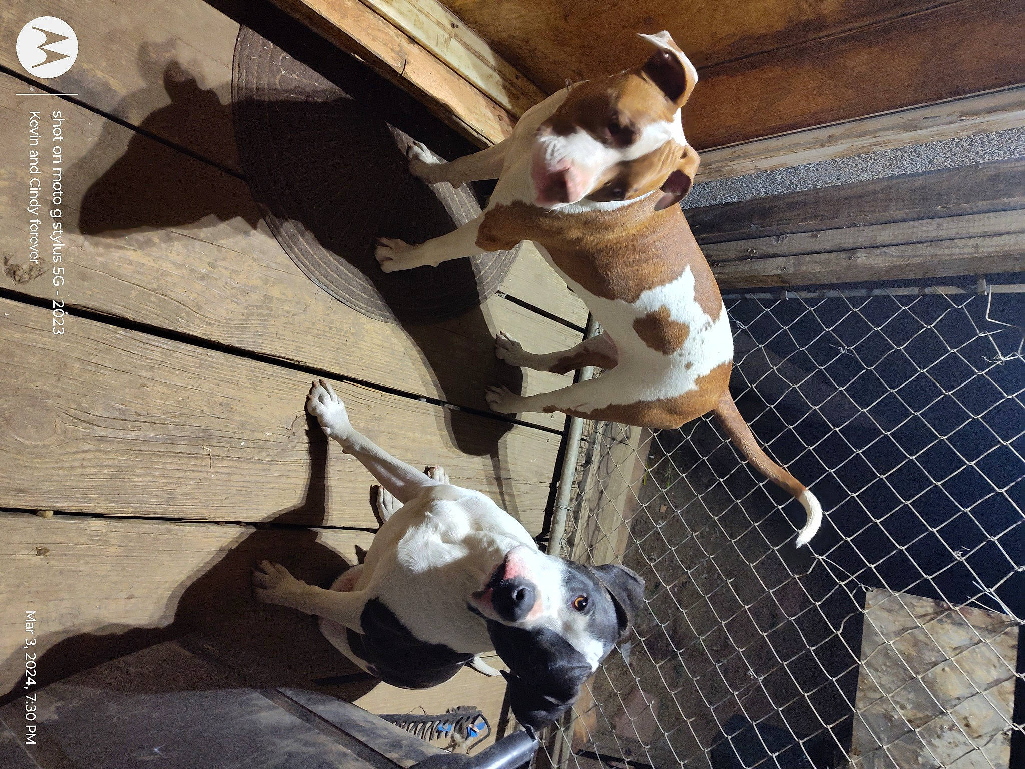 Fat Boy Mose joined the competition — help win amazing prizes! canidae, carnivore, collar, companion_dog, dog, dog_breed, eyewear, fawn, fence, human_leg, leash, leg, line, metal, sneakers, sporting_group, tail, thigh, white, wood