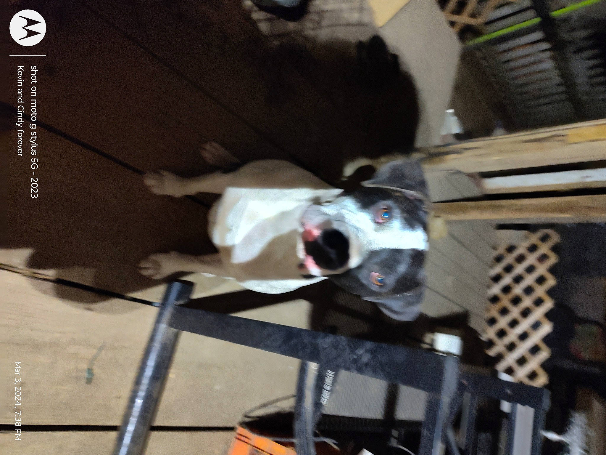 Mose joined the competition — help win amazing prizes! auto_part, automotive_design, automotive_exterior, automotive_tire, automotive_wheel_system, bumper, engineering, machine, metal, motor_vehicle, rim, steel, vehicle, vehicle_door