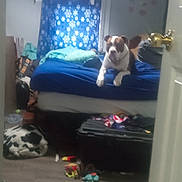 Fat is registered to the contest to win money with this photo: dog, bed, blanket, curtain, window, floor, door, toy, room, indoor, furniture, clutter, pillow, plastic_box, dog_bed, light, wall, handle, household, pet