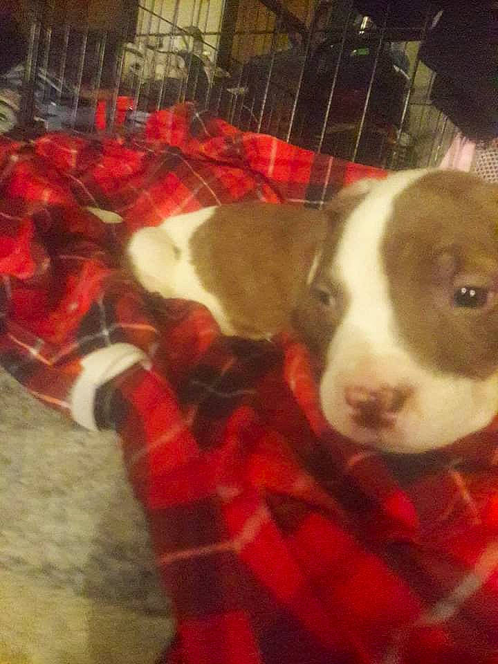 Fatboy is registered to the contest to win money with this photo: carmine, carnivore, comfort, companion_dog, dog, dog_breed, fawn, flooring, fur, human_leg, non_sporting_group, pattern, paw, plaid, selfie, square, tail, tartan, whiskers, working_animal