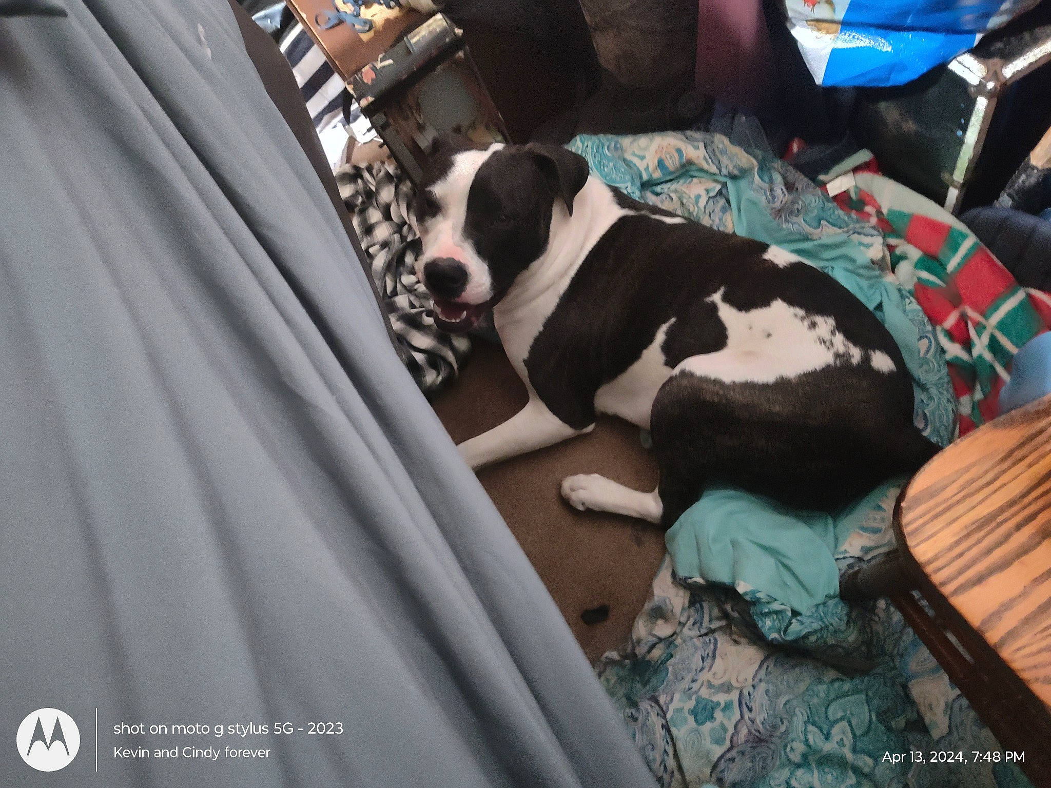 Mose joined the competition — help win amazing prizes! automotive_design, car_seat, car_seat_cover, carnivore, comfort, companion_dog, dog, dog_breed, formal_wear, fur, human_leg, leisure, linens, motor_vehicle, pattern, sitting, sporting_group, suit, thigh, tie