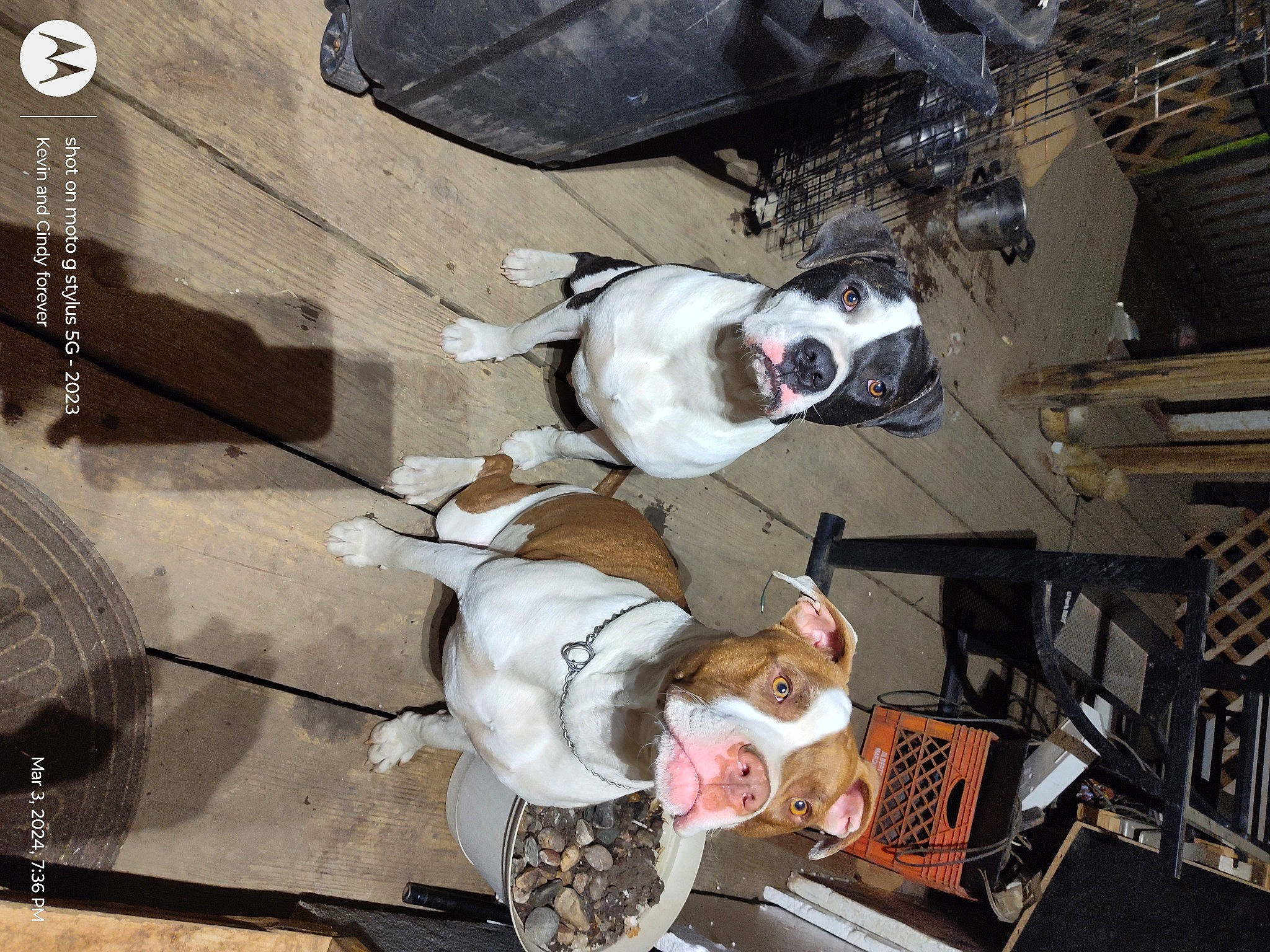 Fatboy And Mose is registered to the contest to win money with this photo: canidae, carmine, collar, companion_dog, costume, dog_breed, eyewear, fawn, fur, metal, snout, sporting_group, working_animal