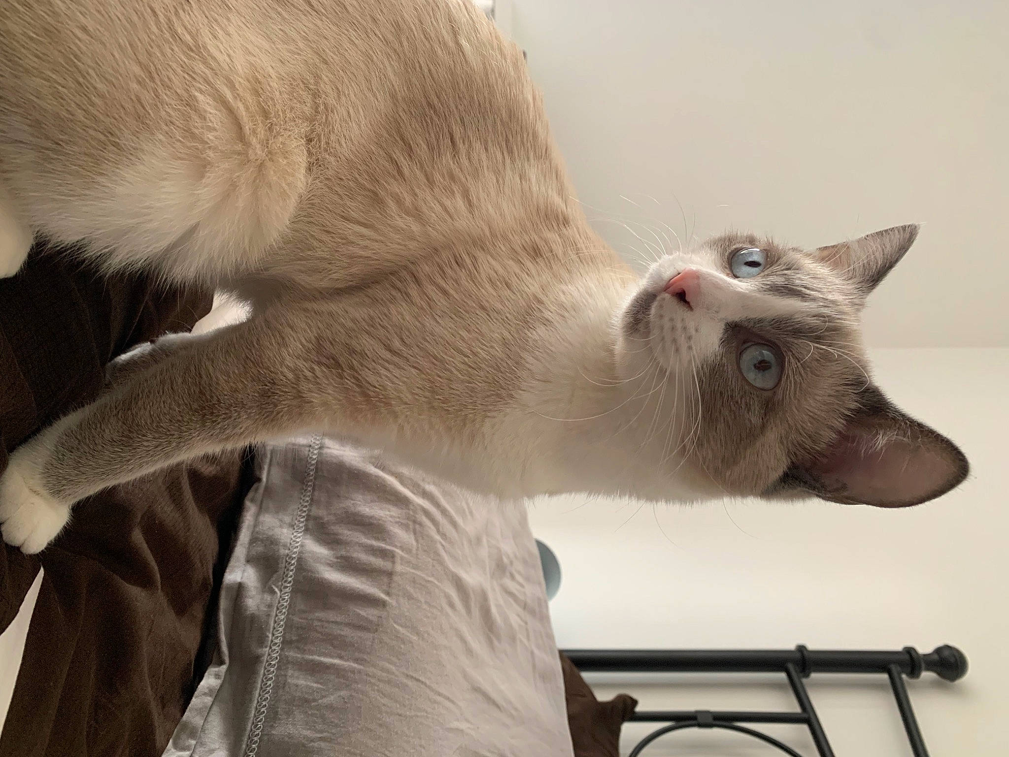 Taz participe au concours pour gagner de l'argent avec cette photo : carnivore, cat, claw, collar, comfort, domestic_short_haired_cat, fang, fawn, felidae, fur, nap, paw, small_to_medium_sized_cats, snout, tail, terrestrial_animal, whiskers