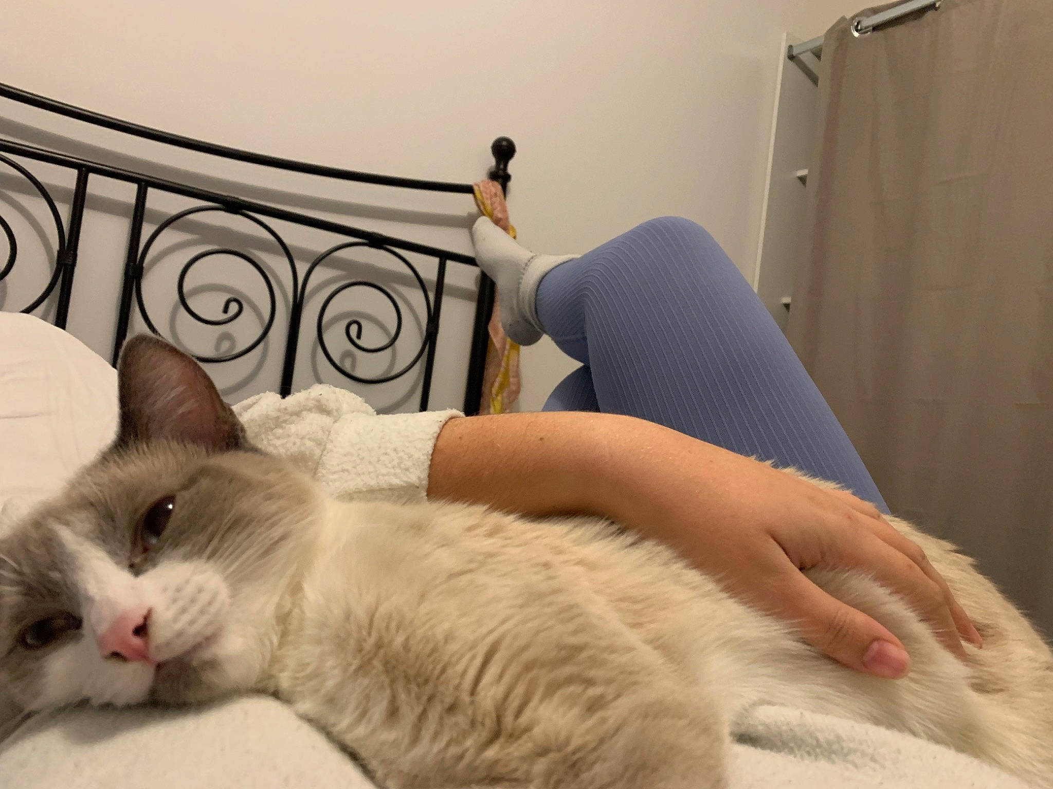 Taz participe au concours pour gagner de l'argent avec cette photo : bed, bed_sheet, bedding, carnivore, cat, claw, comfort, domestic_short_haired_cat, felidae, fur, human_leg, linens, nap, paw, room, sitting, small_to_medium_sized_cats, tail, textile, whiskers