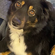 Vayana a rejoint le concours — aidez-le/la à gagner de superbes lots ! dog, pet, black_fur, tan_fur, white_fur, amber_eyes, curious, close_up, indoor, blanket, jeans, person, domestic_animal, canine, companion, fur, collar, sitting, cute, animal