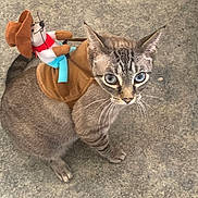 Blu is registered to the contest to win money with this photo: cat, feline, pet, blue_eyes, whiskers, grey_fur, stripes, toy, stuffed_animal, cowboy, harness, saddle, carpet, indoor, sitting, looking_up, closeup, portrait, playful, adorable