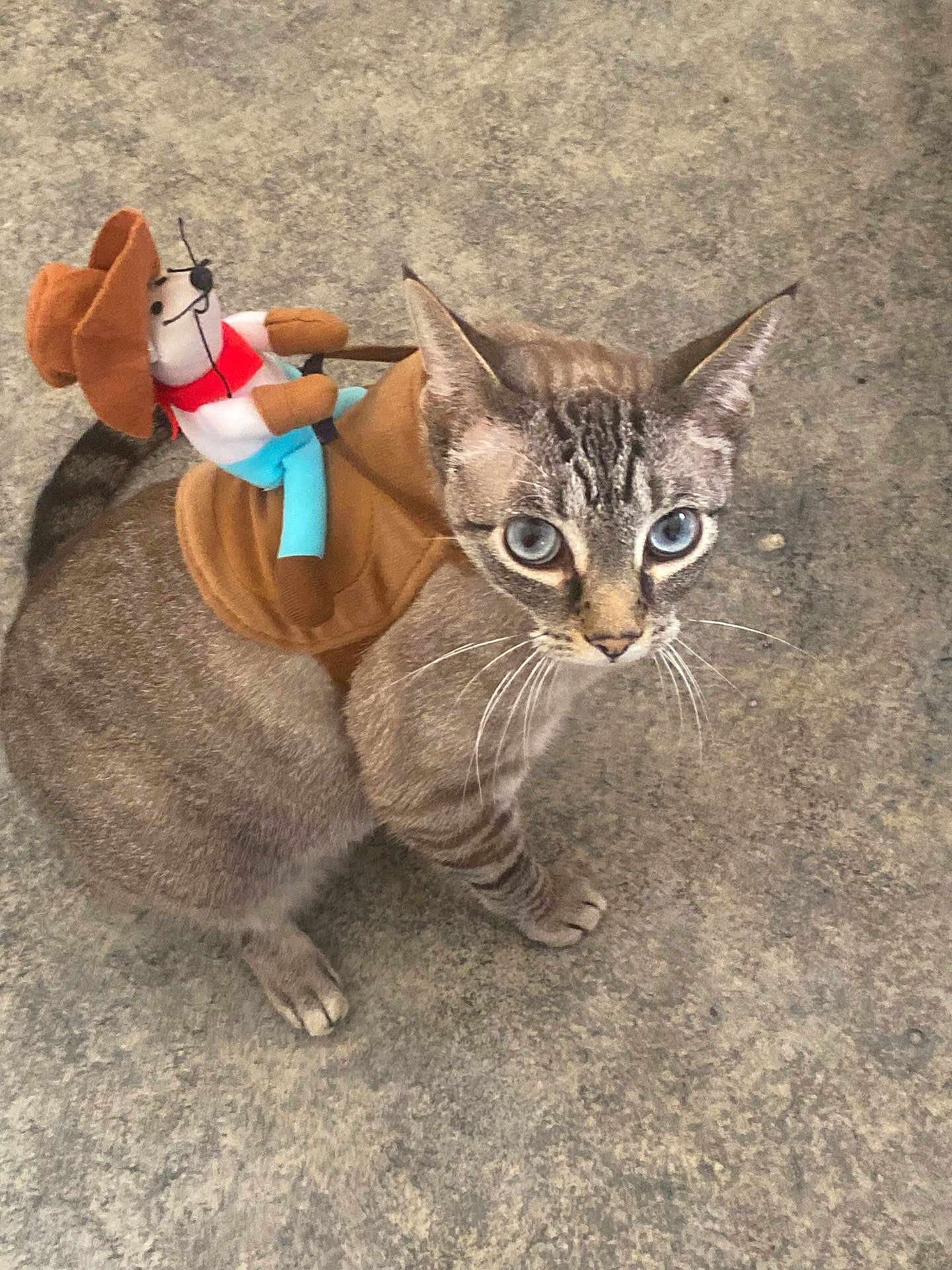 Blu is registered to the contest to win money with this photo: cat, feline, pet, blue_eyes, whiskers, grey_fur, stripes, toy, stuffed_animal, cowboy, harness, saddle, carpet, indoor, sitting, looking_up, closeup, portrait, playful, adorable